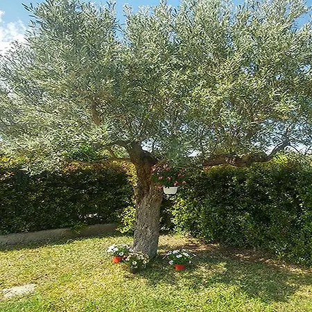 Aurelio Alojamento de Acomodação e Pequeno-almoço Squillace