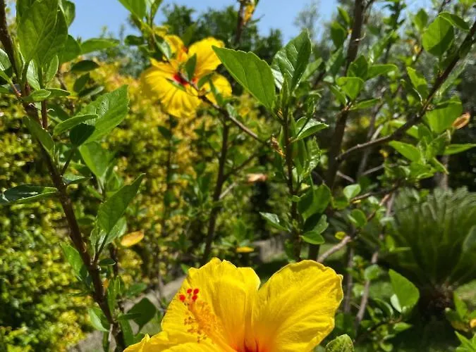 Aurelio Отель типа 