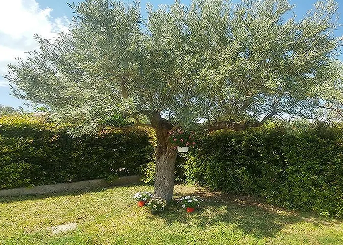 Aurelio Отель типа 